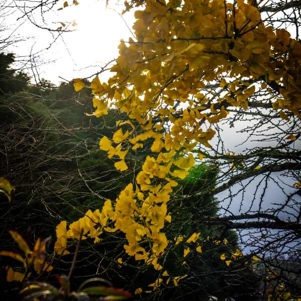 Beautiful yellow Ginko tree at The Greenhouse Spa Retreat.