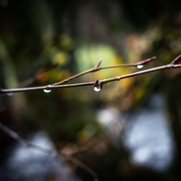 A small branch in nature with water droplets.
