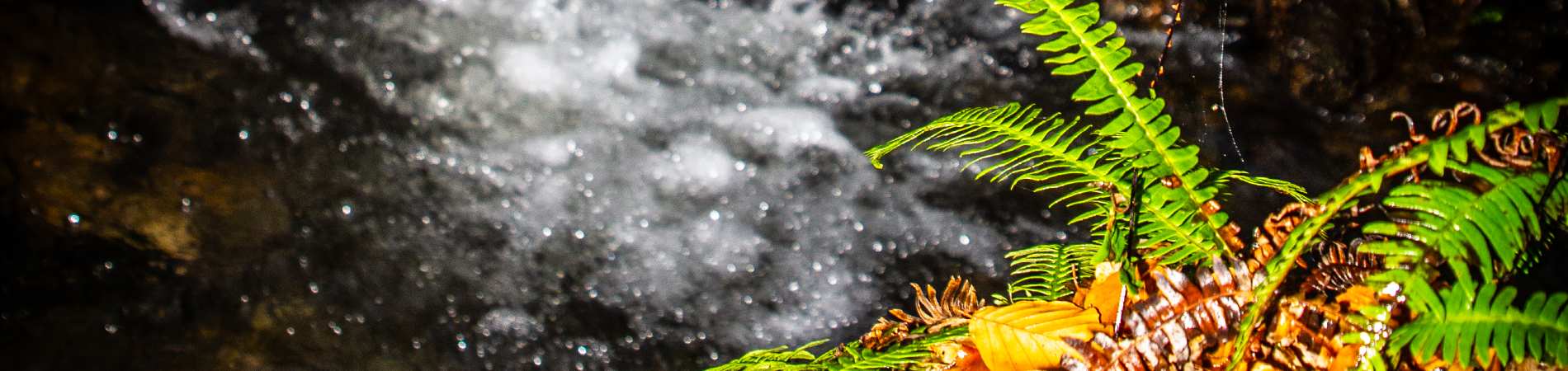 nature ferns, autumn leaves, water